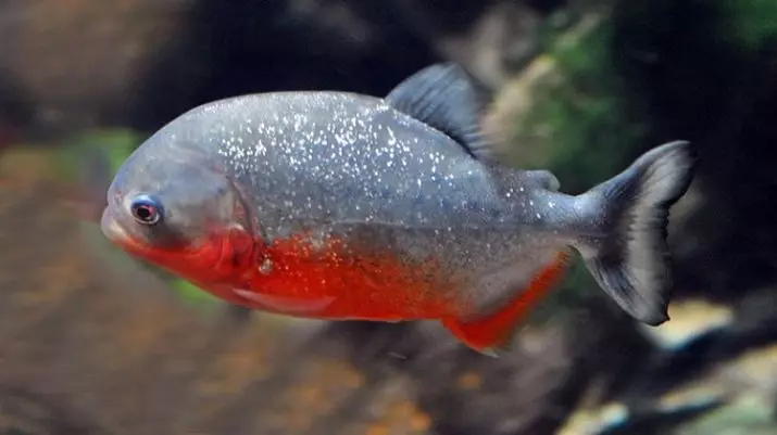 수족관 Piranhas (15 장의 사진) : 수족관의 내용, 빨간색과 검은 색 파쿠의 종류, 초식 동물의 품종. 물고기를 먹는 것? 22332_5