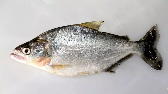 آکواریوم Piranhas (15 عکس): محتویات در آکواریوم، انواع قرمز و سیاه Paku، گونه های گیاهخواران. چه چیزی برای تغذیه ماهی؟ 22332_7