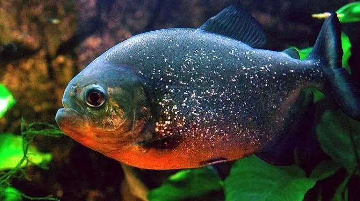 Akwarium Piranhas (15 zdjęć): Spis treści w akwarium, Rodzaje czerwonych i czarnych Paku, odmiany roślinożerców. Co karmić ryby? 22332_8