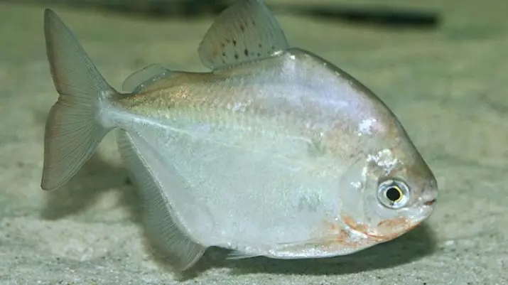 Akwarium Piranhas (15 zdjęć): Spis treści w akwarium, Rodzaje czerwonych i czarnych Paku, odmiany roślinożerców. Co karmić ryby? 22332_9