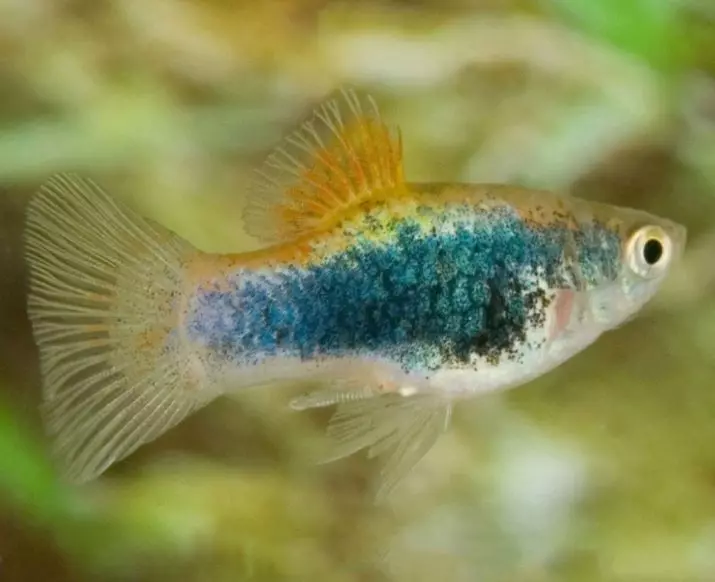 Kompatibilita skalárne s inými rybami (35 fotografií): obsah stály s teresom a bombusom, zlatým rybkami a neoons v akváriu 22334_13