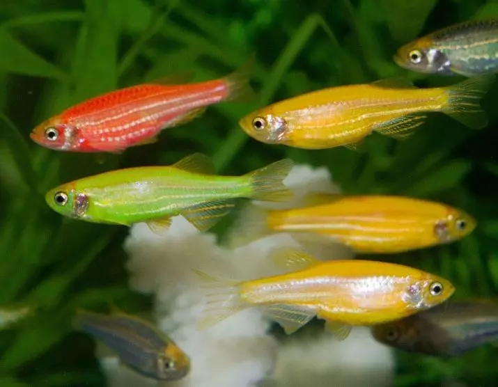 Kompatibilita skalárne s inými rybami (35 fotografií): obsah stály s teresom a bombusom, zlatým rybkami a neoons v akváriu 22334_16