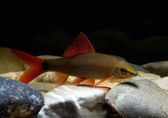 Kompatibilita skalárne s inými rybami (35 fotografií): obsah stály s teresom a bombusom, zlatým rybkami a neoons v akváriu 22334_17
