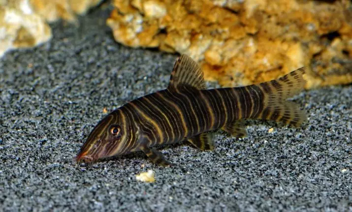 Kompatibilita skalárne s inými rybami (35 fotografií): obsah stály s teresom a bombusom, zlatým rybkami a neoons v akváriu 22334_20