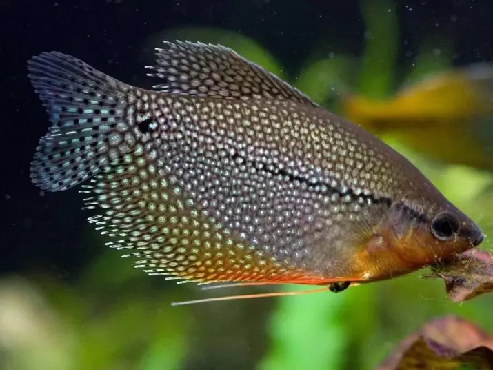 Kompatibilita skalárne s inými rybami (35 fotografií): obsah stály s teresom a bombusom, zlatým rybkami a neoons v akváriu 22334_23