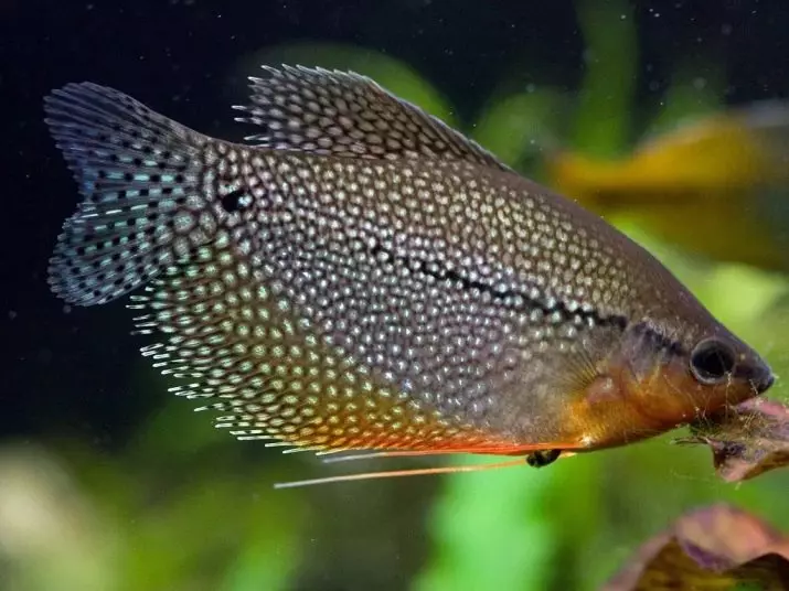 Compatibilidad de escalar con otros peces (35 fotos): el contenido de escaleras con Teres y Bombus, Goldfish y Neoons en el acuario 22334_23