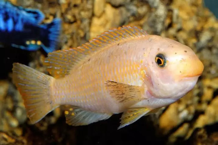 Компатибилност на скаларен со други риби (35 фотографии): содржината на скалари со тери и бомба, златна рипка и неони во аквариумот 22334_26