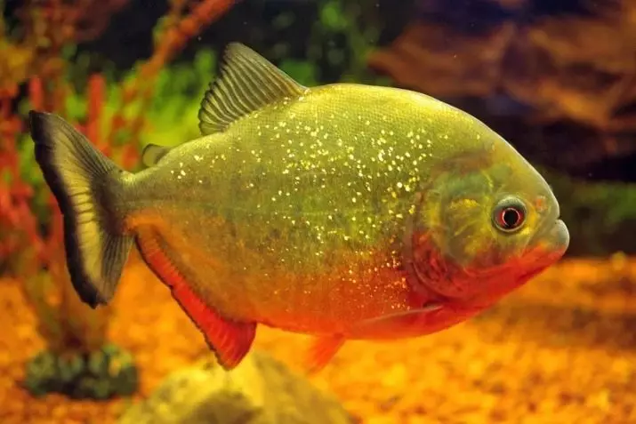 Kompatibilita skalárne s inými rybami (35 fotografií): obsah stály s teresom a bombusom, zlatým rybkami a neoons v akváriu 22334_31