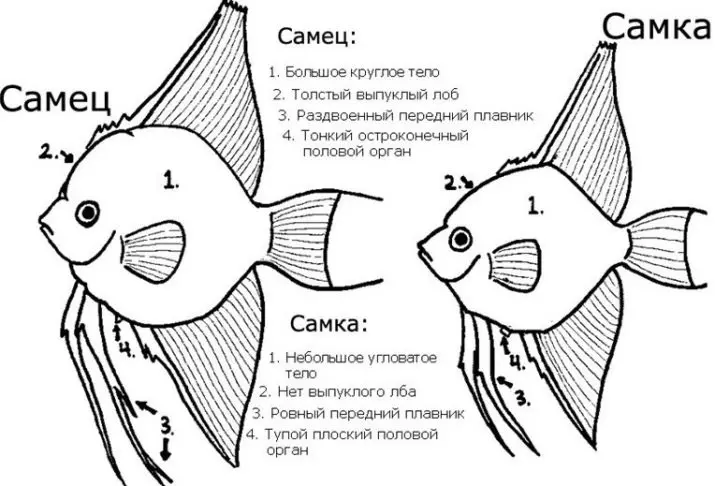 Keserasian skalar dengan ikan lain (35 gambar): Kandungan skalari dengan Teres dan Bombus, Goldfish dan Neoons di akuarium 22334_6