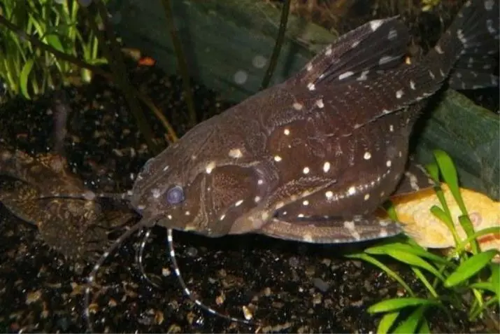 Arten von Aquarium Somov (34 Fotos): Sorten von Fänge mit Namen, Beschreibung der Ansisters, der beschmutzten Shell und anderen Sorten 22342_26