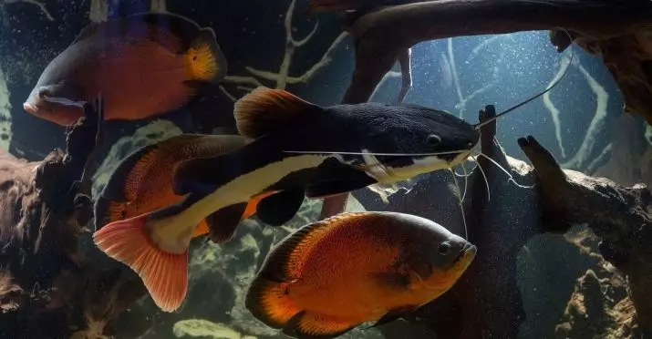 Soarten Aquarium Somov (34 foto's): fariëteiten): Fangens fan fangen mei nammen, beskriuwing fan 'e ansiisters, opspoard Shell en oare fariëteiten 22342_4