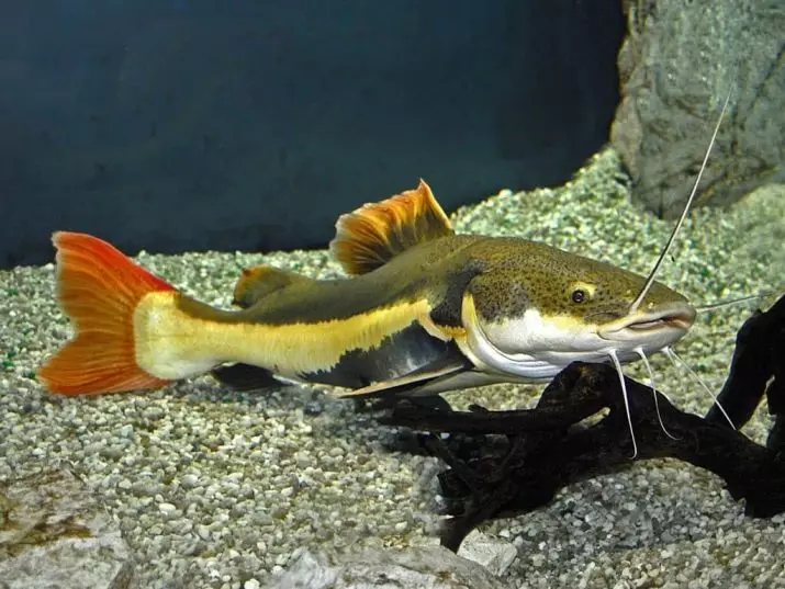 Ụdị nke aquarium sosov (foto 34): iche nke eriri, nkọwa nke ndị otu, a hụrụ shei na ụdị ndị ọzọ 22342_7