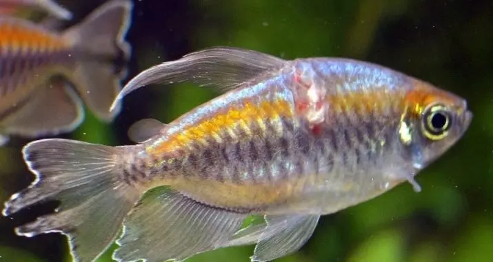 კონგოს თევზი (17 ფოტო): ტიპის ტიპის აღწერა, შინაარსისა და მეცხოველეობის ნიუანსი 22346_13