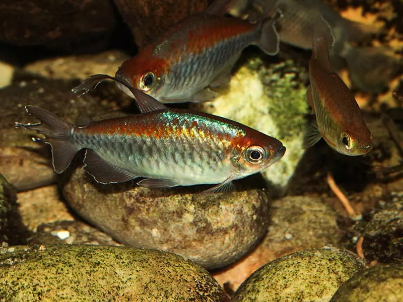Kongo fisk (17 bilder): En beskrivelse av typen tetper, nyanser av innhold og avl 22346_16