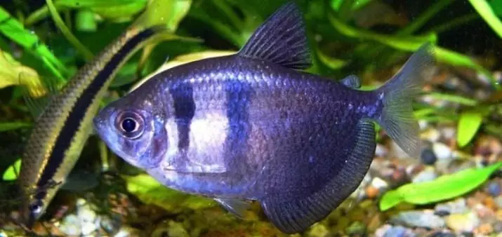 Treści Thelery (12 zdjęć): Pielęgnacja prostych, kolorowych i fluorescencyjnych ryb akwariowych w domu, wymagana temperatura 22347_2