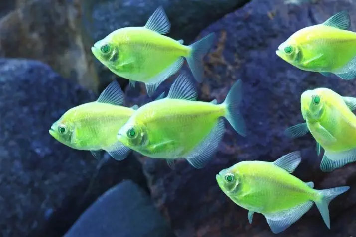 THELERY CONTENU (12 photos): Soins des poissons d'aquarium simples, de couleur et fluorescentes à la maison, la température requise 22347_7