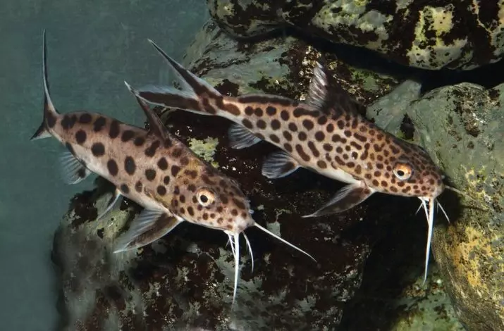 Somomik-Perevilsk (18 foto's): kenmerken van aquariumbonzen, inhoud en zorg. Compatibiliteit van synodontis met andere vissen 22348_10