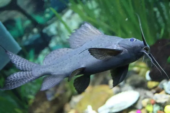 Somomik-Perevilsk (18 billeder): Funktioner af Akvarium Bumping, Indhold og Pleje. Kompatibilitet af Synodontis med andre fisk 22348_3