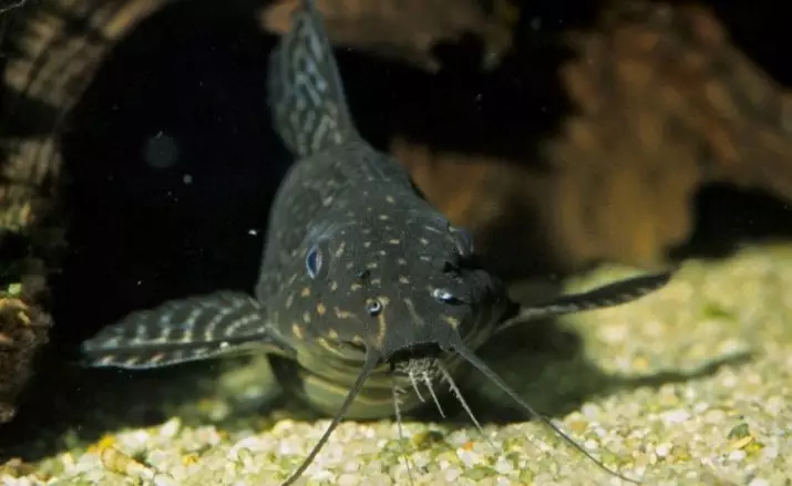 Somomik-perevilsk (18 bilder): Funktioner av akvariet bumpning, innehåll och vård. Synodontis kompatibilitet med andra fiskar 22348_5