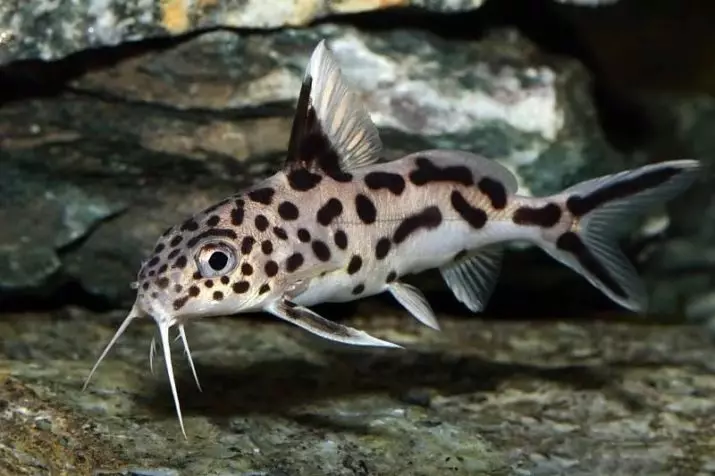 Somomik-Perevilsk (18 fotos): Característiques dels cops aquari, el contingut i l'atenció. Compatibilitat de synodontis amb altres peixos 22348_8