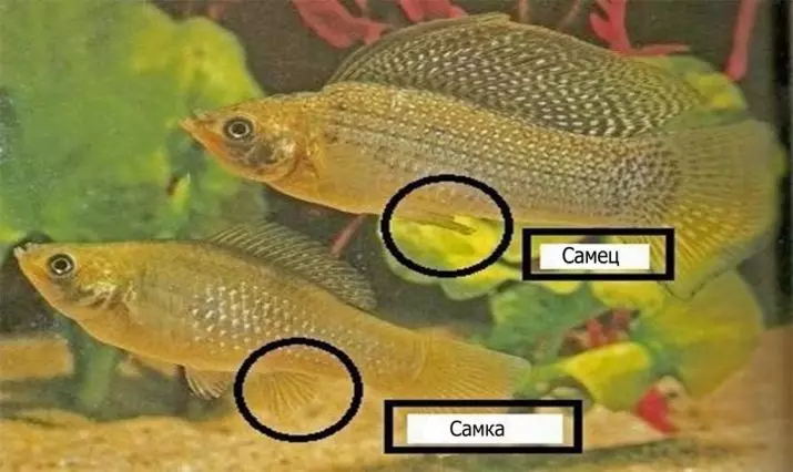 Bagaimana cara membedakan wanita dari cockerel ikan jantan? 6 foto seperti apa gadis dan jantan? Bagaimana cara dengan cepat menentukan lantai? 22350_2