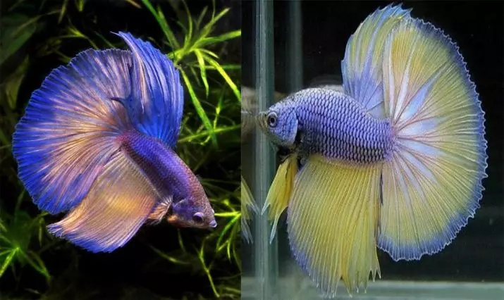 How to distinguish a female from male fish Cockerel? 6 photos What do girls and males look like? How to quickly determine the floor? 22350_6