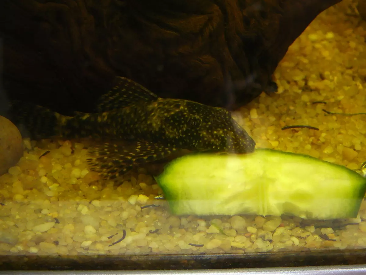 ¿Cómo alimentar las capturas en el acuario? 17 Feed Photo Feed for Aquarium SOMS. ¿Qué pastillas comen pescado? ¿Qué se alimenta de freír? 22355_12