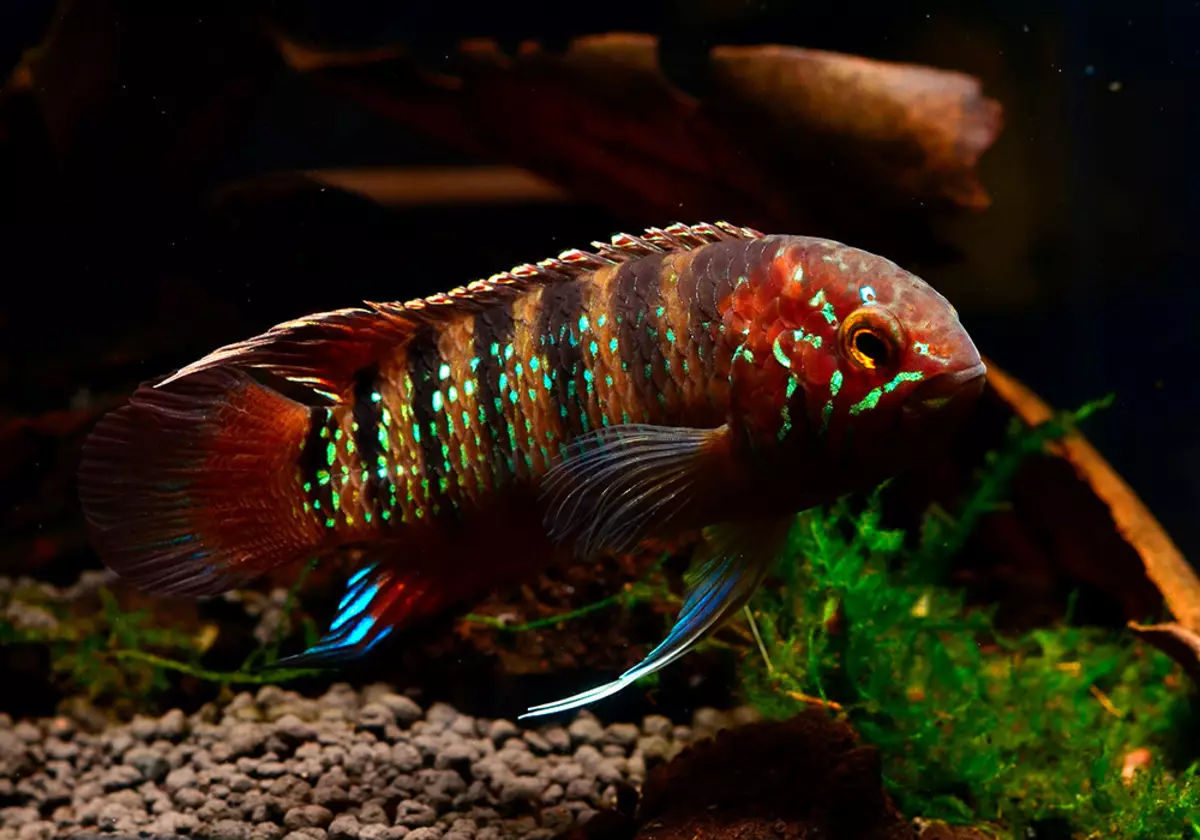 TSICHLASOMA FLAMINGO (19 photos): Caractéristiques du contenu de Cichlid rose, Compatibilité avec d'autres poissons 22356_19