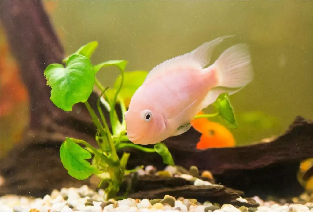 Tsichlasoma Flamingo (Pink Cichlid ၏အင်္ဂါရပ်များ - ပန်းရောင် cichlid ၏အကြောင်းအရာများသည်အခြားငါးများနှင့်လိုက်ဖက်ခြင်း 22356_2