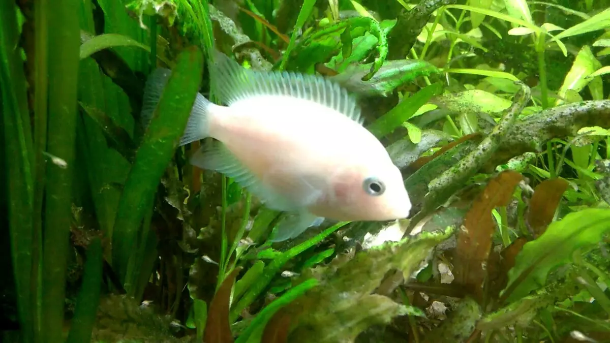 Tsichlasoma Flamingo (19 รูป): คุณสมบัติของเนื้อหาของ Cichlid สีชมพูเข้ากันได้กับปลาอื่น ๆ 22356_3