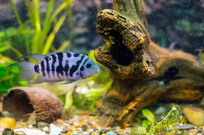 Tsichlasoma Flamingo (19 รูป): คุณสมบัติของเนื้อหาของ Cichlid สีชมพูเข้ากันได้กับปลาอื่น ๆ 22356_4