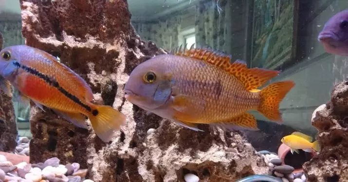 Tsichlasoma Flamingo (Pink Cichlid ၏အင်္ဂါရပ်များ - ပန်းရောင် cichlid ၏အကြောင်းအရာများသည်အခြားငါးများနှင့်လိုက်ဖက်ခြင်း 22356_5