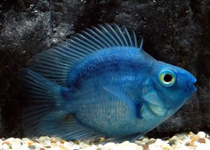 Blue Parrot Fish (11 photos): How does she look like? Features of blue fish, content and care
