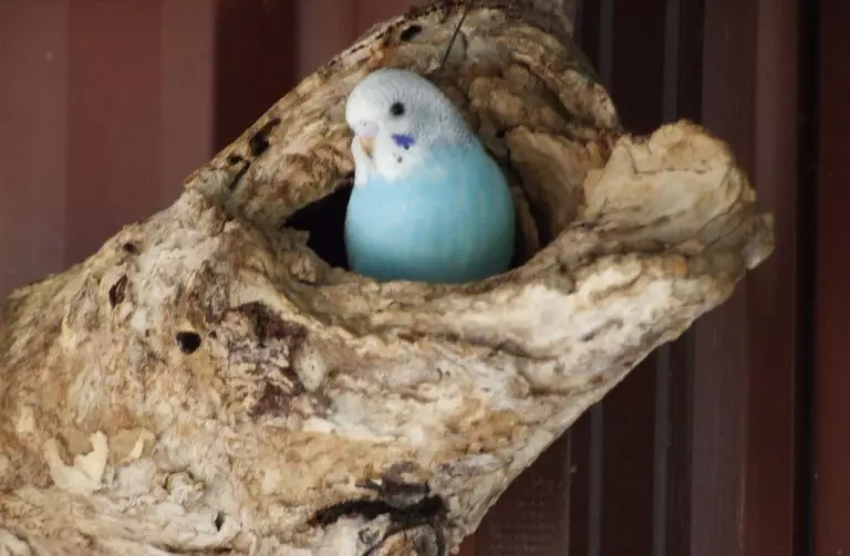 물결 모양의 앵무새 (34 장의 사진)의 둥지 : 집에서 자신의 손으로 둥지 로지를 만드는 방법? 둥지는 언제입니까, 그것이 크기가 될까요? 22361_33