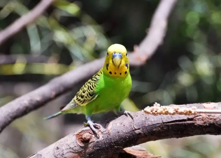 Hvordan bestemme alderen på en bølgete papegøye? 21 Bilder Hvordan finne ut hvor mange år de fleste mannlige og kvinnelige, på nebb og oppførsel? 22362_2