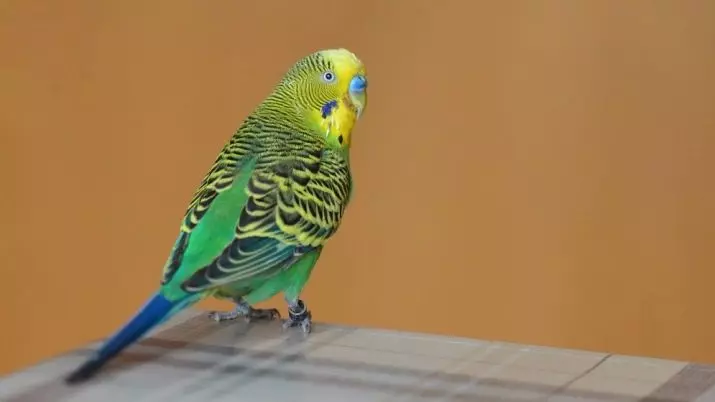Hoe bepaal je de leeftijd van een golvende papegaai? 21 foto's Hoe te ontdekken hoeveel jaar het grootste deel van het mannelijke en vrouw, op de snavel en gedrag? 22362_3