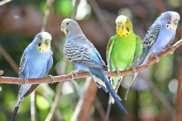 Como determinar a idade dun papagaio ondulado? 21 Fotos Como descubrir cantos anos a maioría dos homes e mulleres, no pico e no comportamento? 22362_4