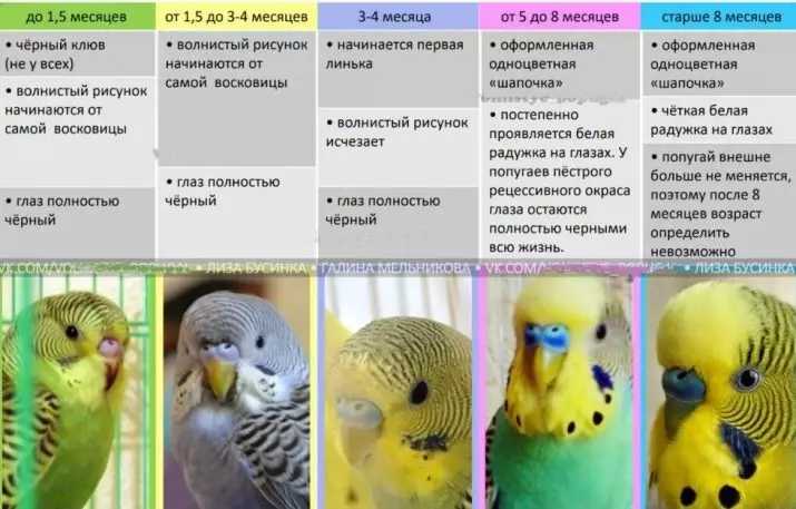 How to determine the age of a wavy parrot? 21 photos How to find out how many years most of the male and female, on the beak and behavior? 22362_8