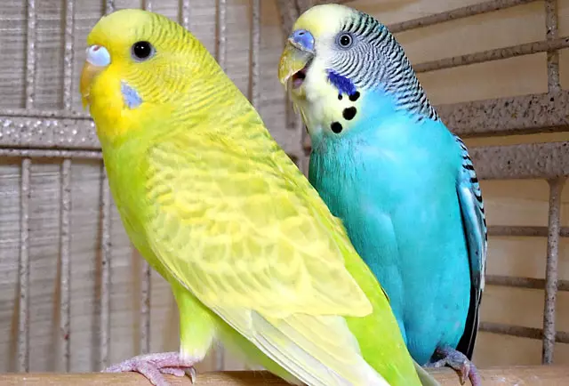 Sabaraha parrots wavy hirup? Sabaraha taun ulah pasangan hirup di imah? harepan hirup di kandang tanpa pasangan a 22363_3