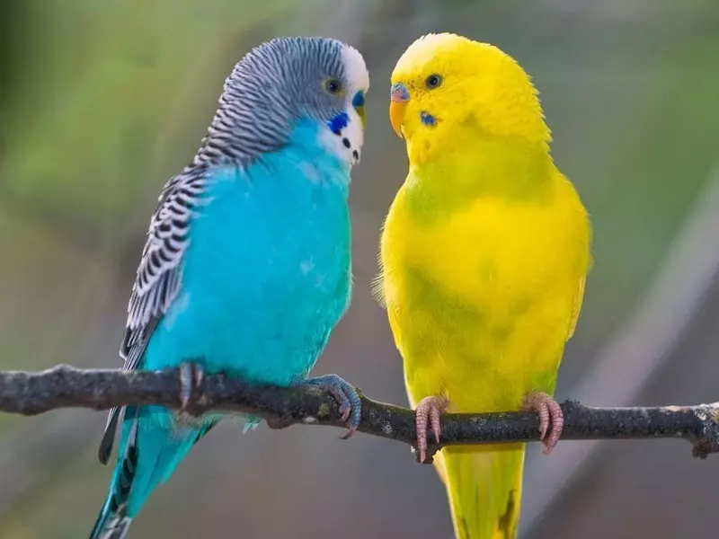 Koľko zvlnených papagájov žije? Koľko rokov žijú pary doma? Priemerná dĺžka života v klietke bez partnera 22363_6