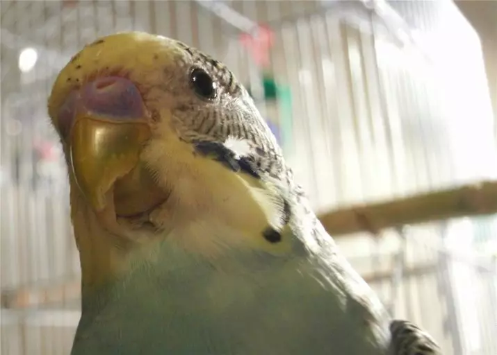 Како да се одреди подот на брановидниот папагал? 22 слики Како да разликувате женка од машки на надворешни знаци и однесување? 22364_8