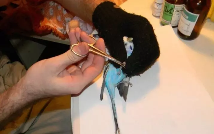 Cum să tăiați gheare la un papagal ondulat? Când trebuie să faci o tunsoare de gheare? Ce au tăiat? 22366_10