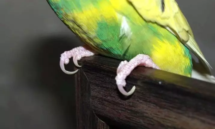 Cum să tăiați gheare la un papagal ondulat? Când trebuie să faci o tunsoare de gheare? Ce au tăiat? 22366_7