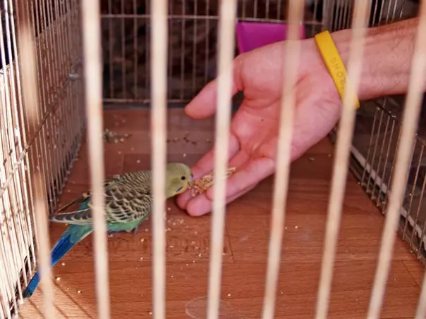 Cuidado e conteúdo de papagaios ondulados: O que é necessário para a adaptação adequada em casa? Temperatura e regras 22369_19