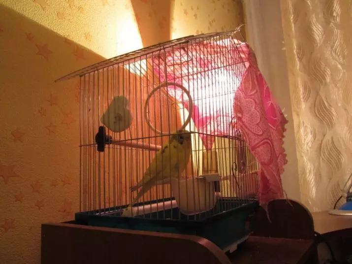Coidado e contido de papagaios ondulados: o que é necesario para a adecuada adaptación na casa? Temperatura e regras 22369_23