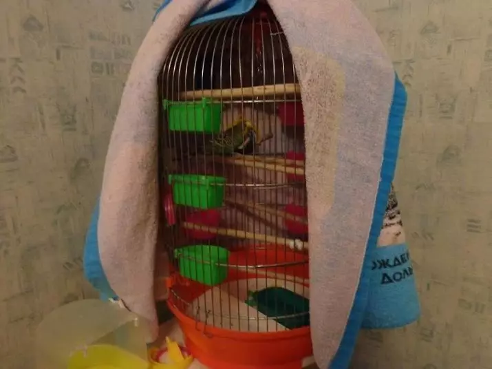 Cuidado e conteúdo de papagaios ondulados: O que é necessário para a adaptação adequada em casa? Temperatura e regras 22369_24