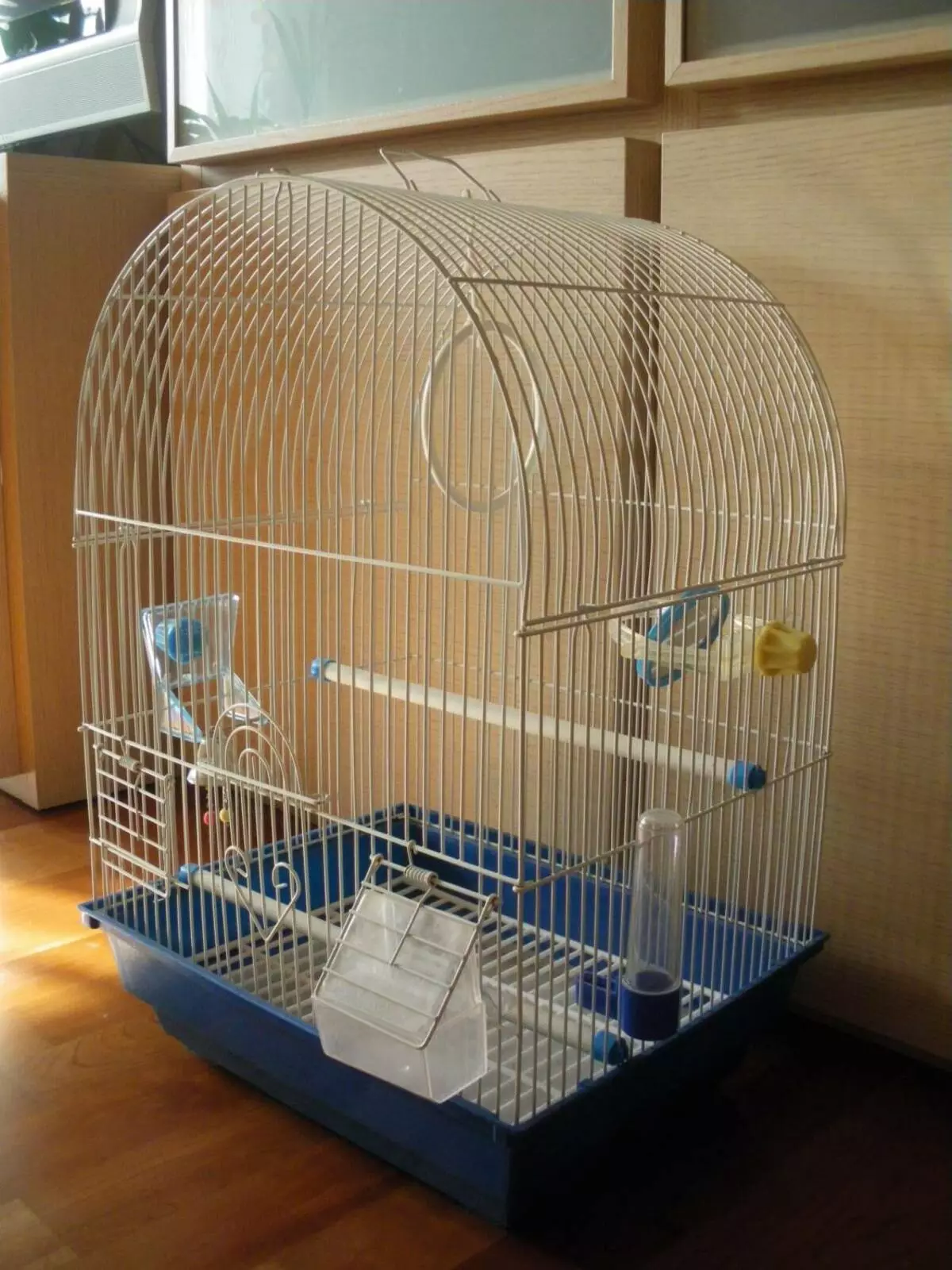 Coidado e contido de papagaios ondulados: o que é necesario para a adecuada adaptación na casa? Temperatura e regras 22369_26