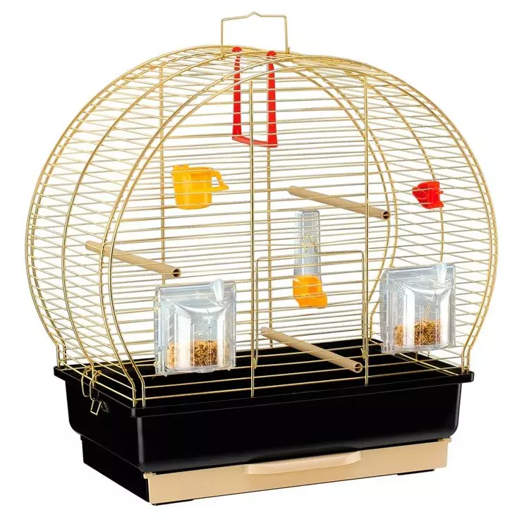 Њега и садржај таласних папагаја: Шта је потребно за правилно прилагођавање код куће? Температура и правила 22369_28