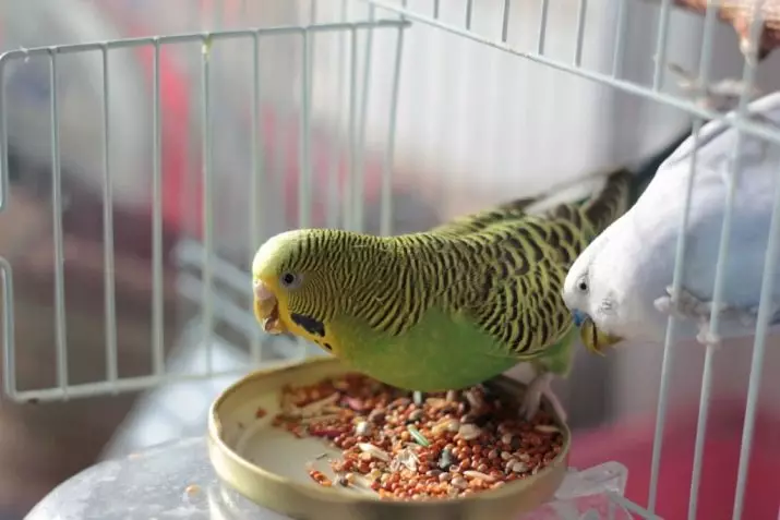 Tausiga ma le anotusi o le Wasvy Parrots: O le a le mea e manaʻomia mo le fetuutuunai talafeagai i le fale? Vevela ma tulafono 22369_3