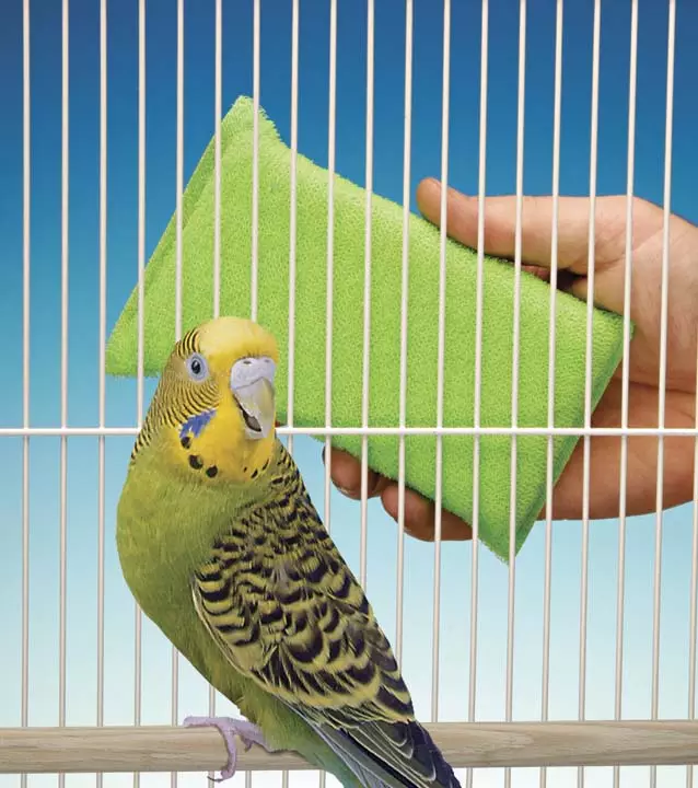 Pflege und Inhalt von wellenförmigen Papageien: Was ist für die richtige Anpassung zu Hause erforderlich? Temperatur und Regeln 22369_43